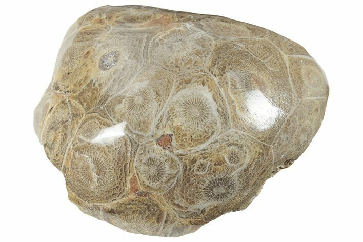 Polished Fossil Coral (Actinocyathus) From Morocco - 2 1/2" to 3" - Photo 1